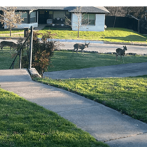 Visitors viewed from the front porch. 