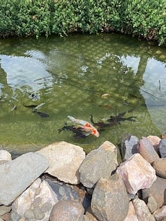 Peaceful Koi Pond