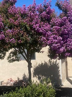 Late Spring and Summer Blooms