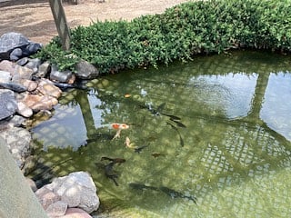 Peaceful Koi Pond