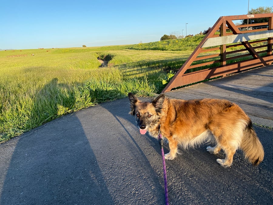 Nice dog friendly walking paths nearby.