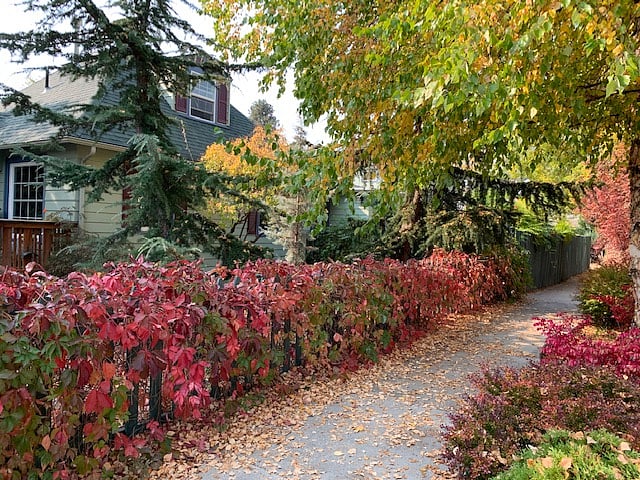 Autumn leaves in north Boise