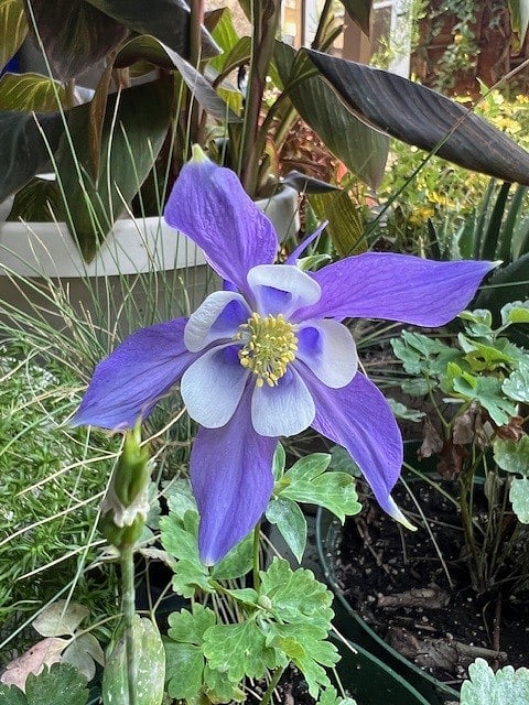 Boise beauty!
