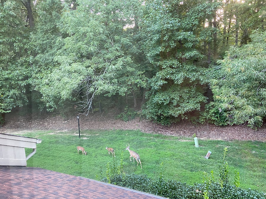 View from the primary bedroom. Deer can often be seen. 