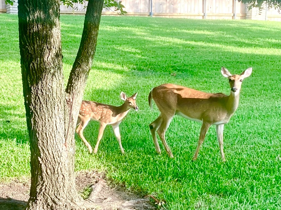Backyard