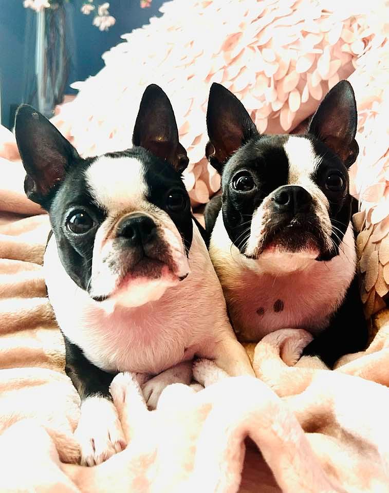 Sophia and Emma. So far, everyone they meet falls in love with them. They bring joy everywhere they go. Great puppy therapy after a long work day <3
