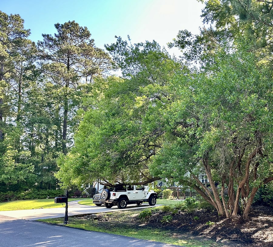 Giant TiTi tree. It is glorious when in bloom