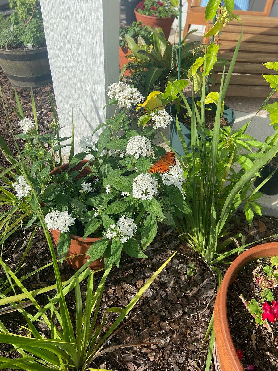 Butterflies love to visit the flowers in the front and back yards.