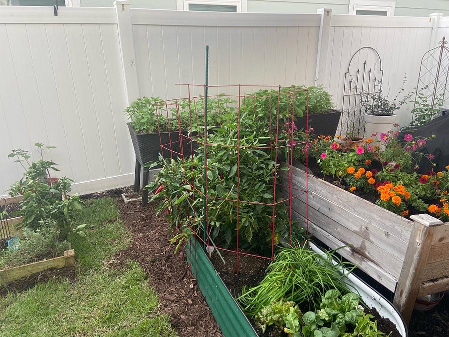 A closer look at some of the vegetable and flower garden, including the salad garden.