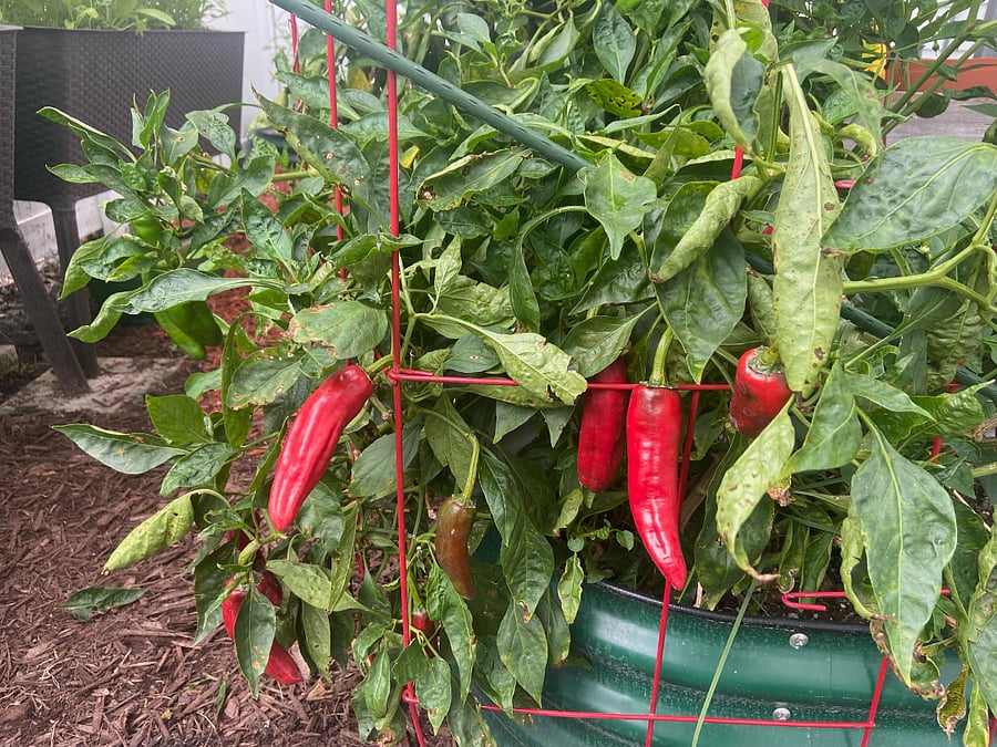 Close up of some of the chilis in the garden.