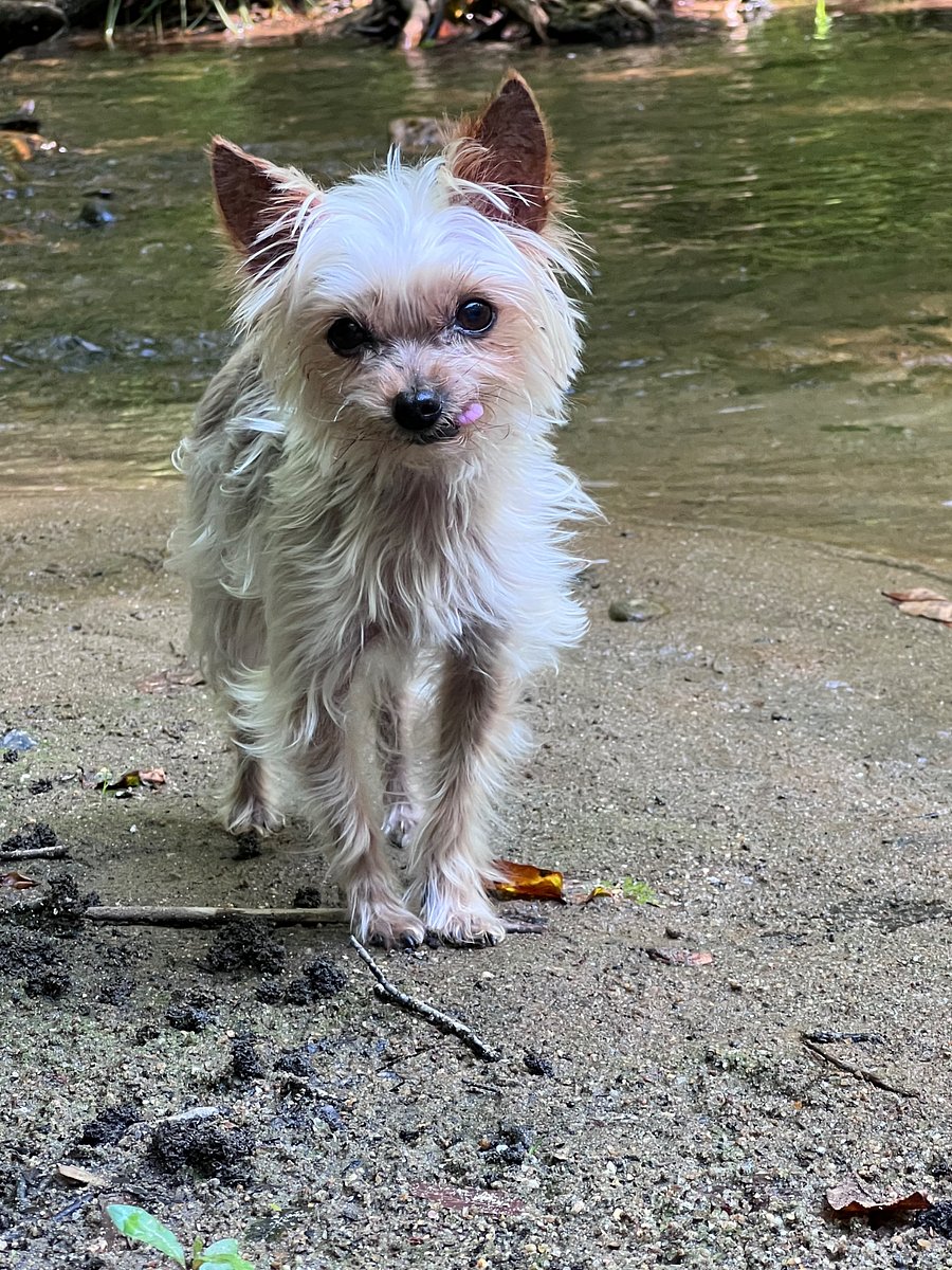 Kensee, the small and quiet dog.