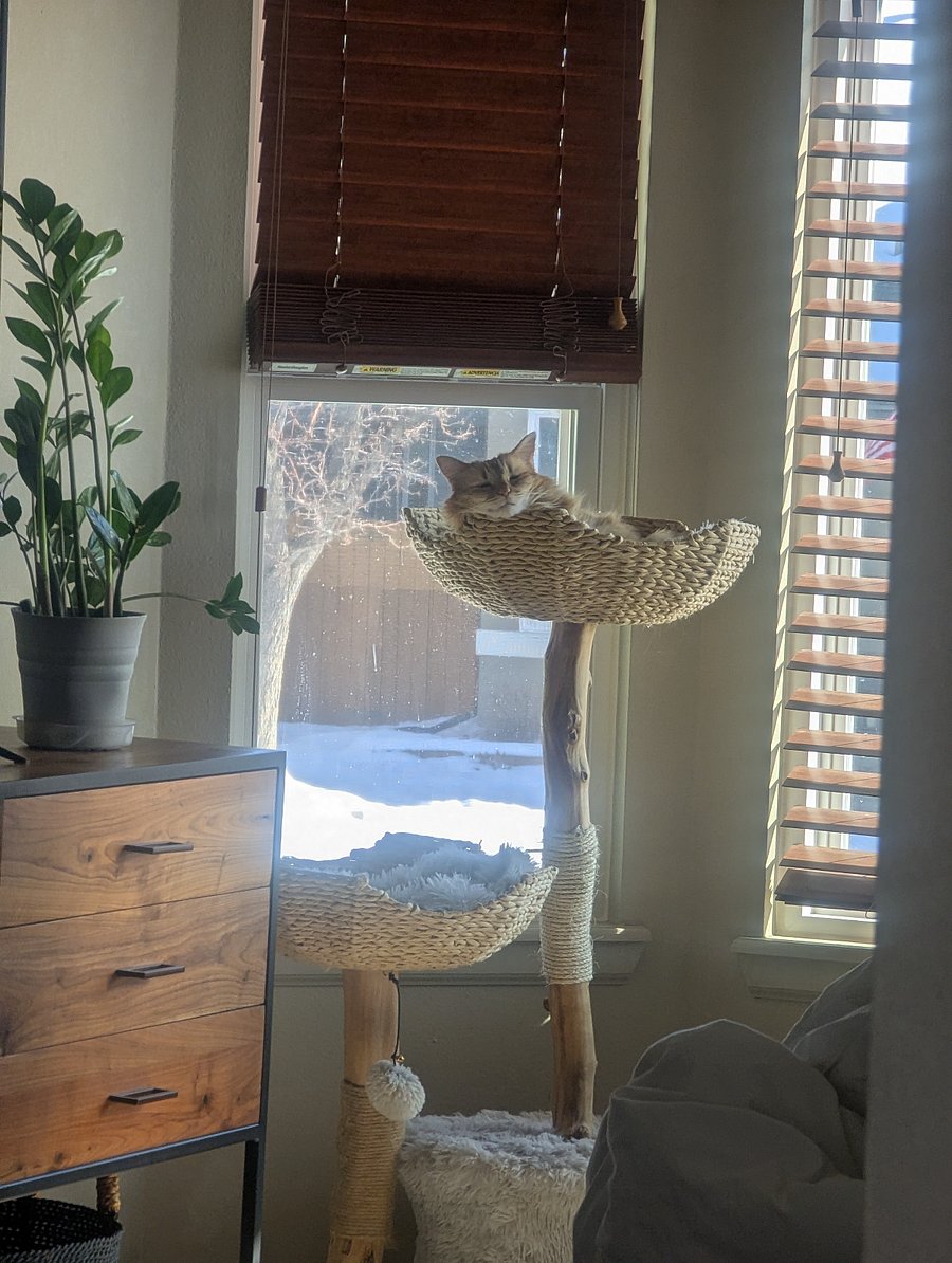 The cat "Mama"