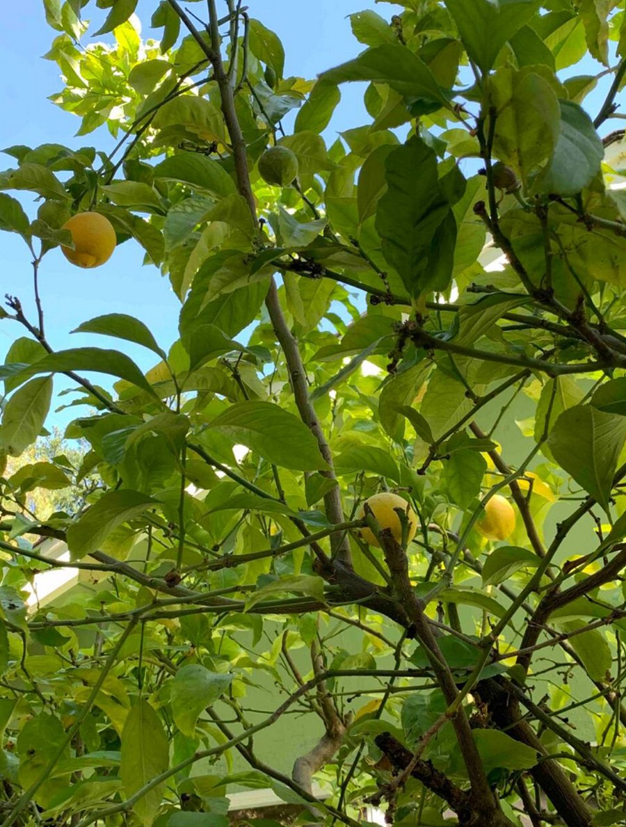 Lemons, anyone?