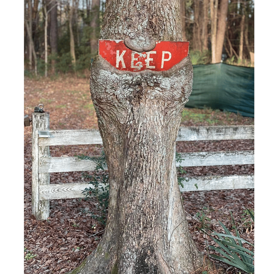 Favorite Tree