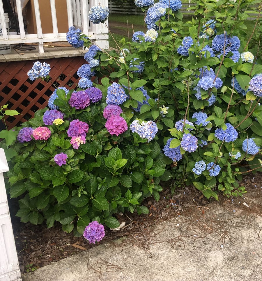 Seasonal Cut Flowers on Property 