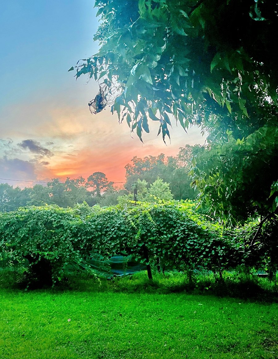 Sunset over Vineyard 