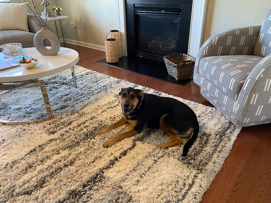 Pets are welcome, but Ellie comes home with us