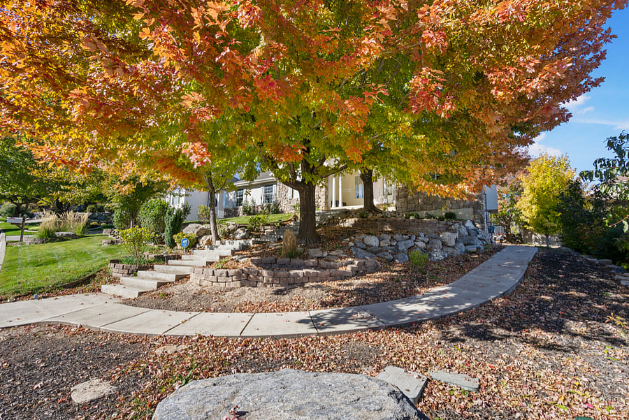 Gorgeous shade tree