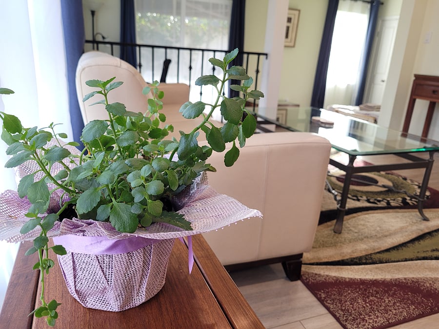 Furnished Finder property 780669_1 photo 16
