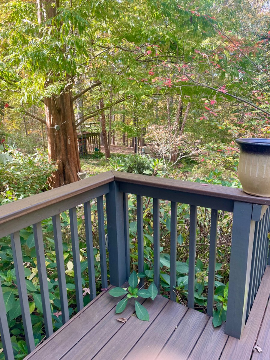 Porch and yard
