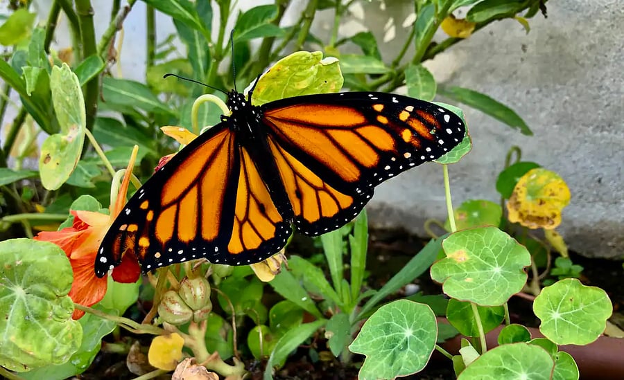 Milk weed planted in the rear fruit garden attracts Monarch butterflies.
