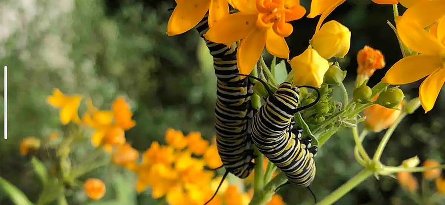 Milkweed bushes in rear garden full of Monarch butterfly caterpillars
