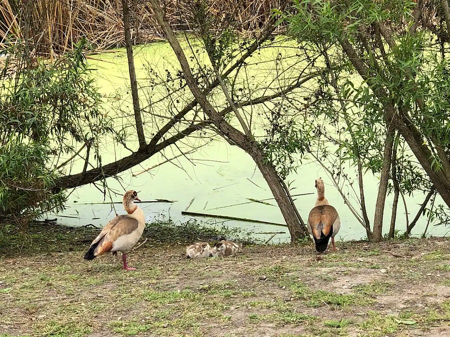Treat your dog to Goldenwest Dog park - One of the 3 Parks in the area with the other (2) on either side of Main Street, less than a five minute walk from my house.
