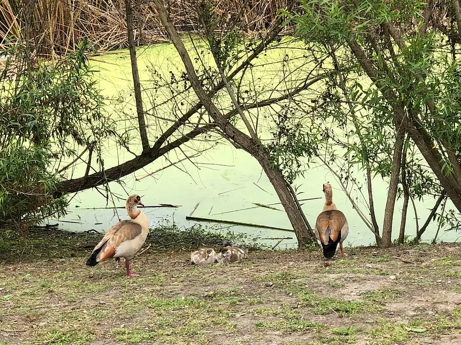 Treat your dog to Goldenwest Dog park - One of the 3 Parks in the area with the other (2) on either side of Main Street, less than a five minute walk from my house.
