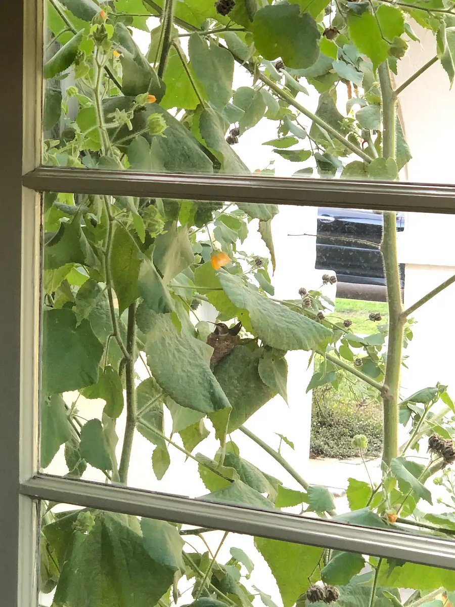 Hummingbird's nest perched on foliage outside dining room window in main house.