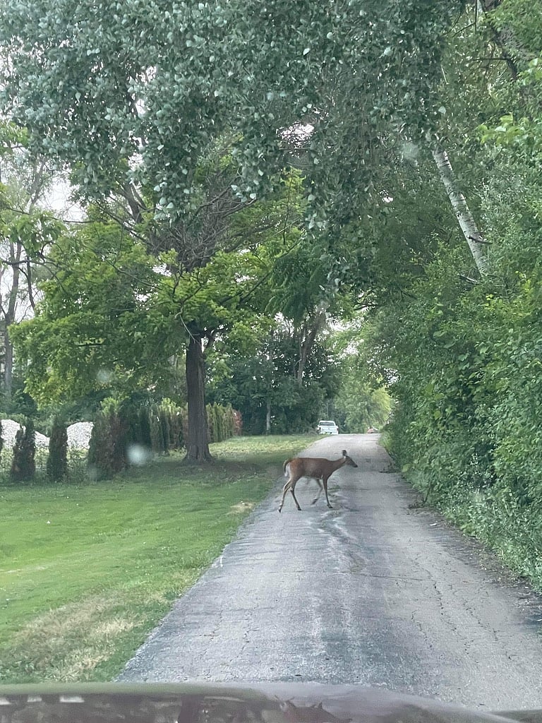 Long driveway from Atkinson Road to the home.