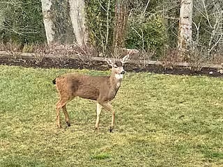 Friends stop by from time to time.