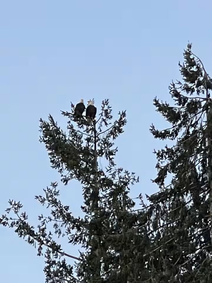 We often see eagles plus thousands of snow geese, ducks, and Canadian Geese