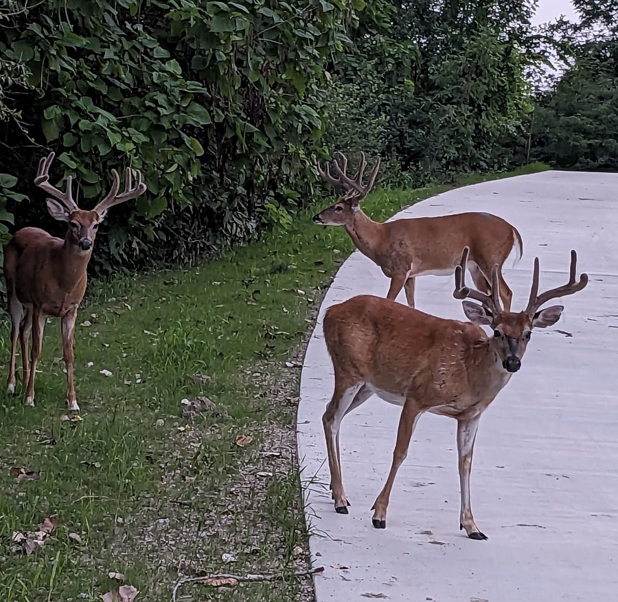 See some wildlife