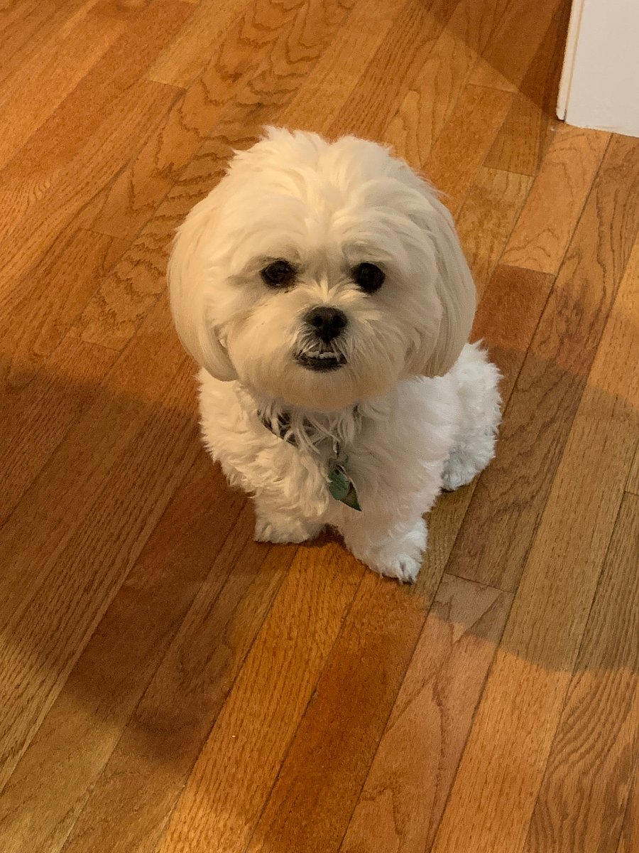This is my sweet happy-go-lucky peek-a-poo who will give you lots of love, or if you do not want to cuddle she can be kept separately. 