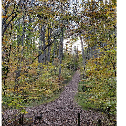 Trail at the end of the street