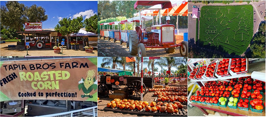 Tapia Bros. - Encino's Local Farm.  Grows corn and strawberries on site. Sells locally produced fruits and vegetables too. Seasonally sells pumpkins and Christmas trees. Does a bit corn maze every Halloween. Open 7 days a week.