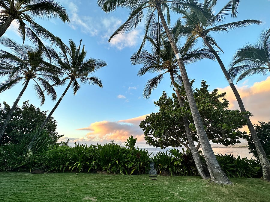 Back yard