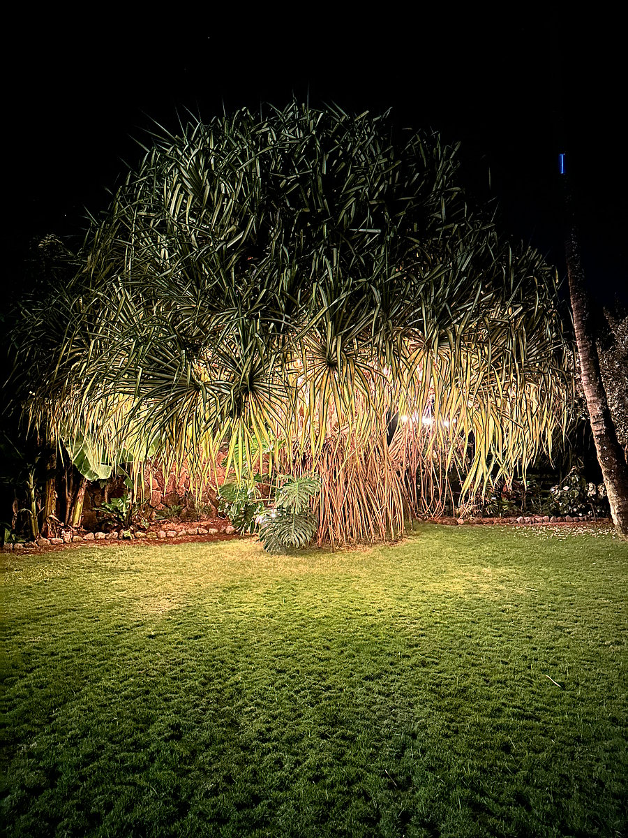 Light up the Lauhala tree at night for a nice nighttime ambiance. 