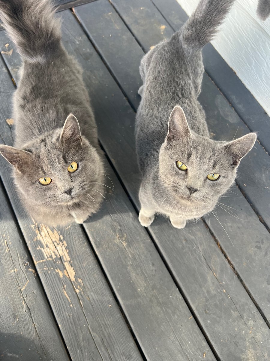 Two of our outside kitties