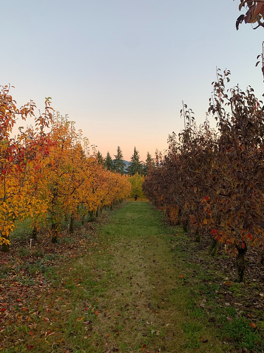 Pear orchard