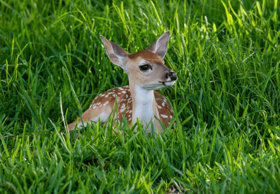 local resident