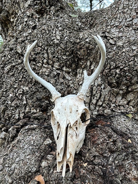 Lots of deer to feed