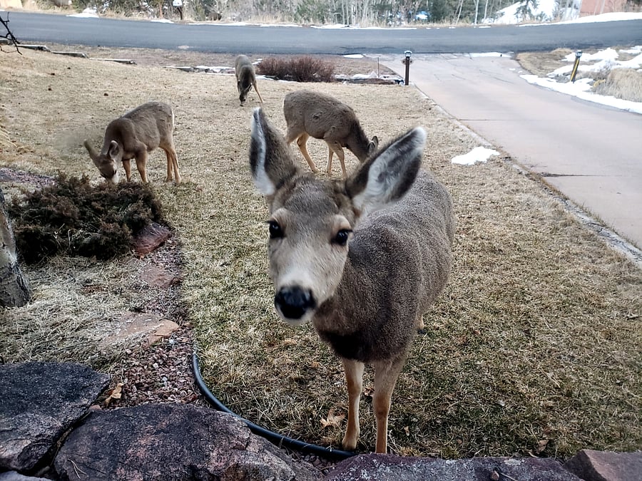 Curious Neighbor