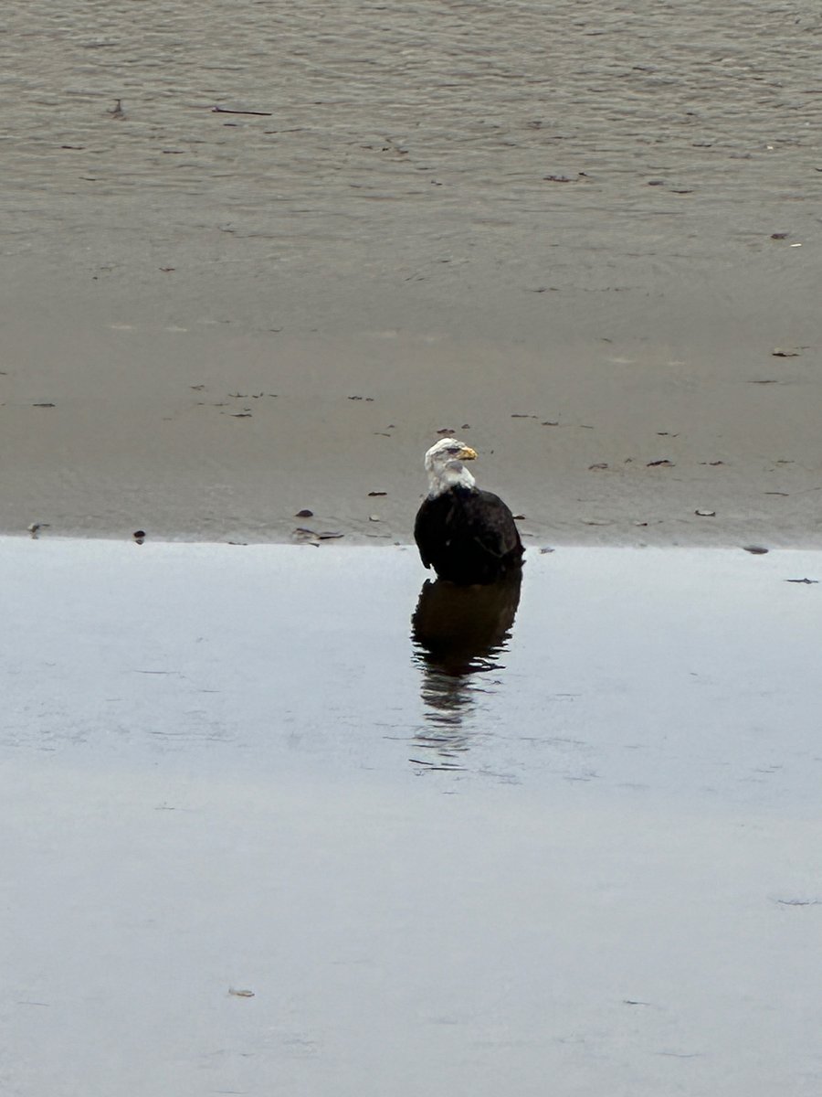 Bald eagles up close
