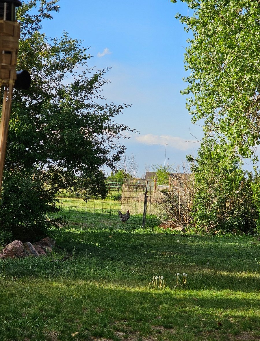 Backyard view.