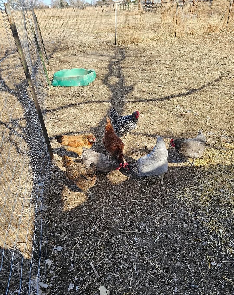 Chickens free ranging.