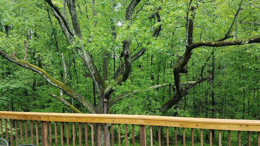 Big old sweet Gum tree