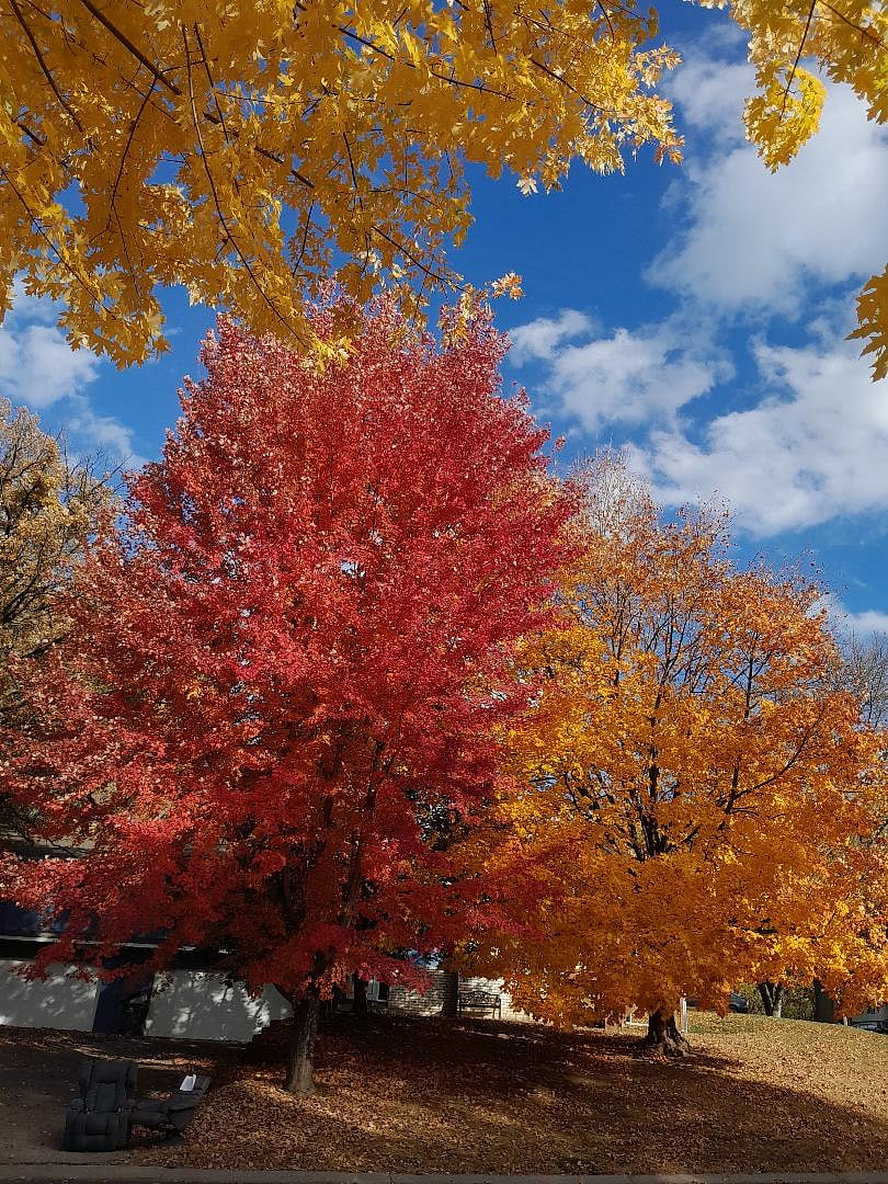 Fall Color Show Across the Street