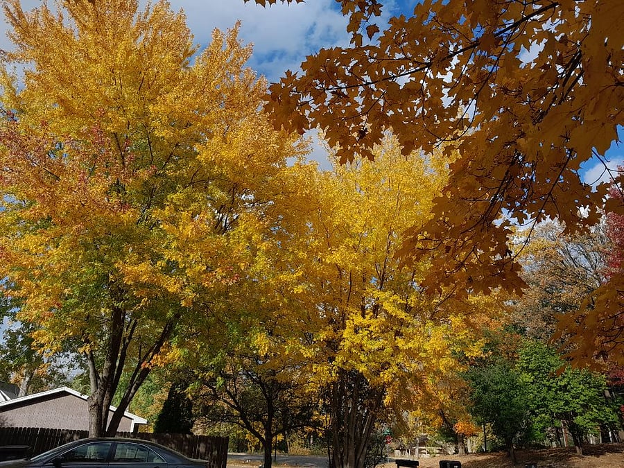 More Fall Color