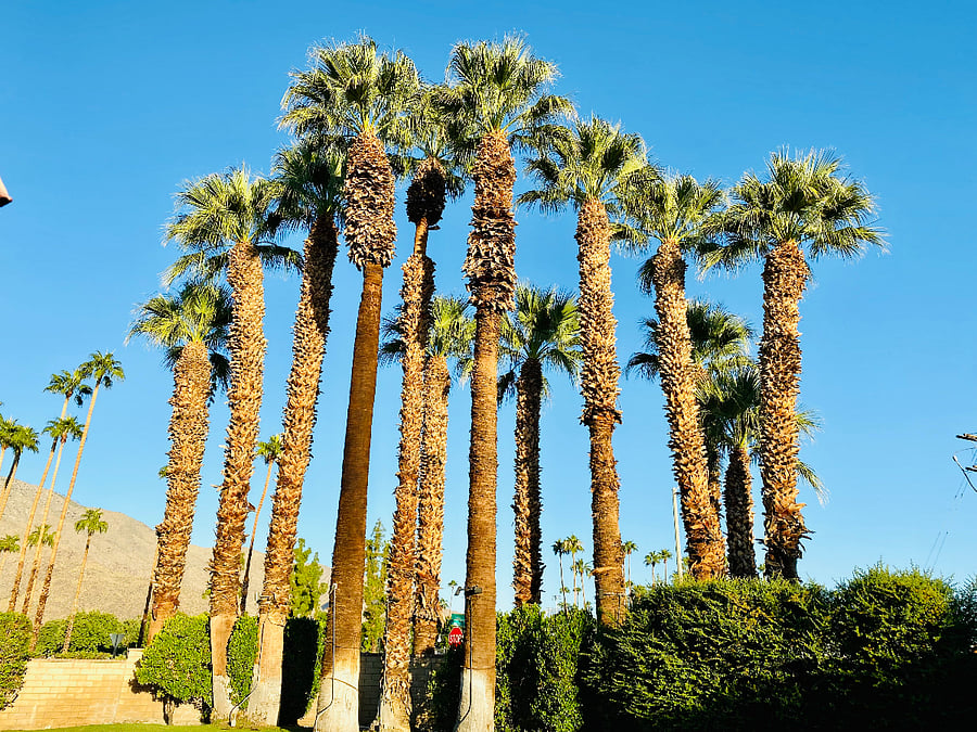 Entry Palm Trees into Sunshine Villas view from outside back patio area, bedroom areas and San Jacinto Mountain.